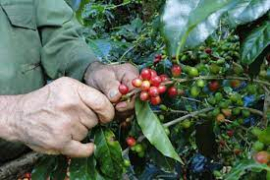 Sobrepasan caficultores santiagueros las 250 mil latas recolectadas