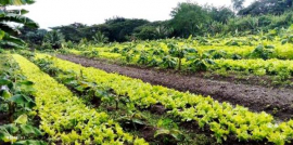 Promueven siembra de vegetales y hortalizas en unidad agrícola sanluisera