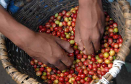 Proyecta Villa Clara crecimiento en la producción cafetalera