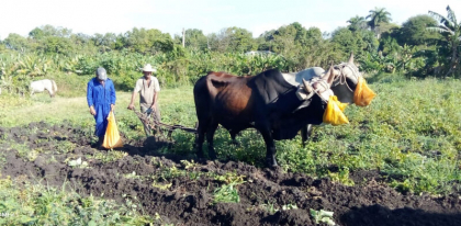 Mayores empeños productivos acompañan las celebraciones por el Día del Campesino