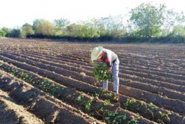 Sobrecumple Santiago de Cuba plan de siembra de frío