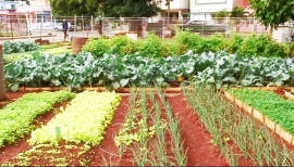 Agricultura Urbana en San Luis, alternativa para la producción de alimentos