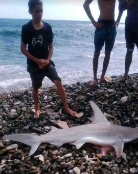 Se avista un pequeño tiburón en Siboney