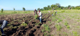 Siembra de caña y alimentos, prioridades para agro azucareros de Mejorana