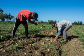 Polo productivo pinareño y un nuevo reto en campaña de primavera