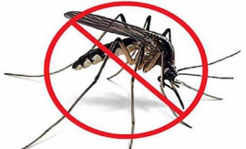 Especialistas hablan sobre las arbovirosis