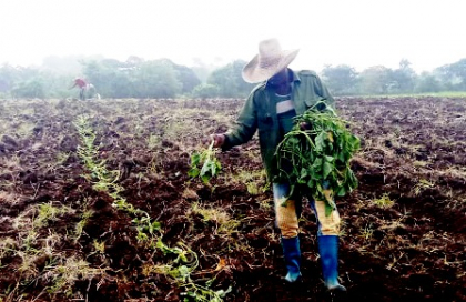 Agricultores santiagueros enfrentan el bloqueo con innovación