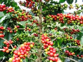 Evalúan en Songo-La Maya marcha de la cosecha cafetalera