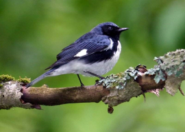 Oriente de Cuba tránsito de migración de aves