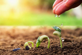 Diseñan plataforma para favorecer sistemas agroalimentarios en Cuba