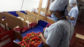 Evalúan cumplimiento de los fondos exportables en Santiago de Cuba