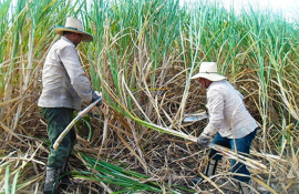 Por una zafra superior laboran en entidad productiva Luis Manuel Cabrera Bueno