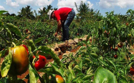 Producir más alimentos, prioridad en San Luis