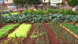 Agricultura Urbana en San Luis, alternativa para la producción de alimentos
