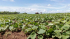 Muestra avances en la producción de alimentos organización campesina local
