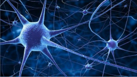 Científicos cultivan células cerebrales “in vitro” capaces de aprender a jugar videojuegos
