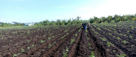Cooperativa sanluisera exhibe altos rendimientos agrícolas