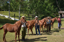 Más gallos finos y caballos pura sangre desde Los Giros