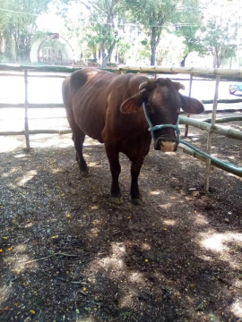 Aumentará la masa ganadera de la raza Santa Gertrudis en Songo-La Maya