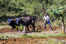 Producción de alimentos, prioridad permanente en Santiago de Cuba