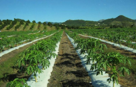Aprecian acción climática en agricultura latinoamericana y caribeña
