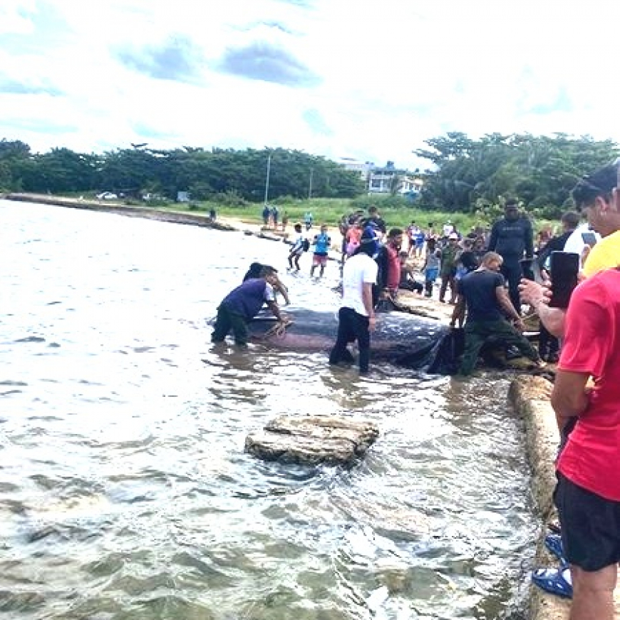 Una ballena queda varada en Playa Baracoa y conmociona a la comunidad