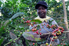 Refuerzan recogida de café en localidad de Santiago de Cuba