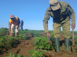 En la campaña de frío se centran las labores agrícolas en San Luis