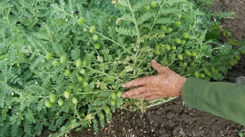 Fortalecimiento de la agricultura urbana, suburbana y familiar: prioridad del territorio