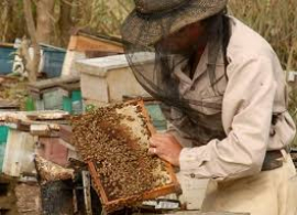 Potencian en Santiago de Cuba producción de miel de abeja y sus derivados
