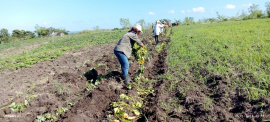 Cooperativa vanguardia