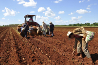 Accionan en San Luis para implementar proceso de contratación de la producción agropecuaria, forestal y tabacalera