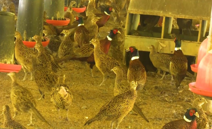 Contribuye granja reproductora de faisan en Santiago de Cuba a la sobreanía alimentaria