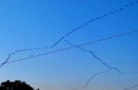 Aves migratorias pasan por el centro de Cuba