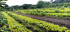 Priorizan campesinos y cooperativistas de San Luis siembra de cultivos de ciclo corto
