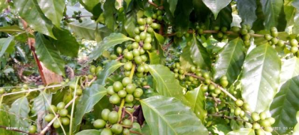 Siembra de café en San Luis con tecnología vietnamita y otros adelantos