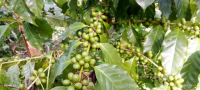 Siembra de café en San Luis con tecnología vietnamita y otros adelantos