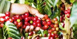 Ya se recoge café en San Luis
