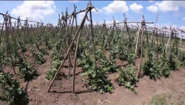 Bloqueo contra Cuba impacta en la agricultura sanluisera