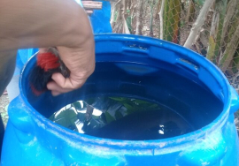 Adoptar medidas de contención del Aedes Aegypti, vital en actual panorama epidemiológico