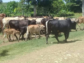 Analizan desfavorable panorama de la ganadería sanluisera