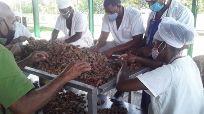 Producción de alimentos, prioridad en municipio santiaguero